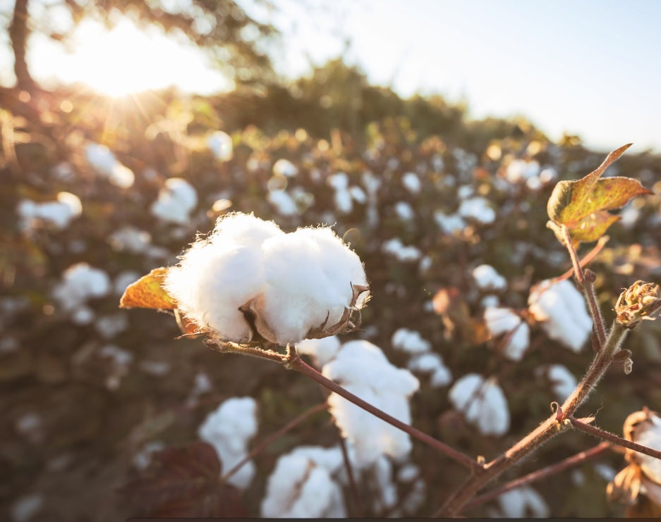 The truth about standard cotton vs. organic cotton